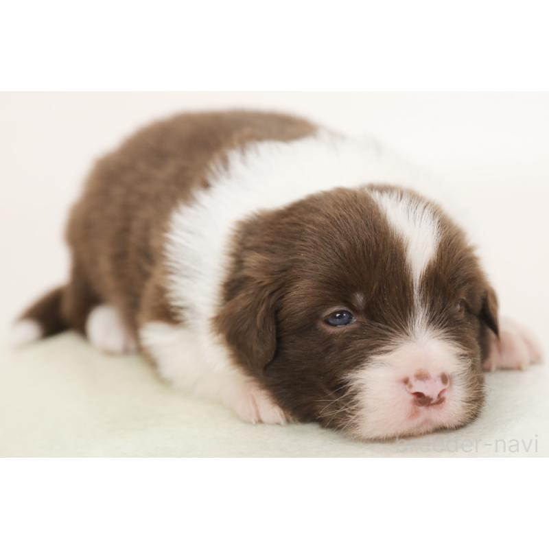 販売中の神奈川県のボーダーコリー-450400の6枚目