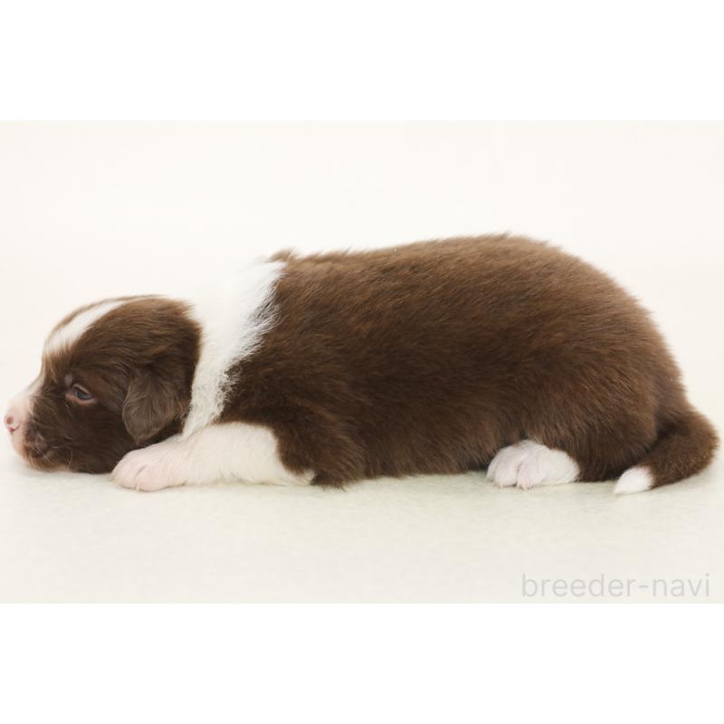 販売中の神奈川県のボーダーコリー-450400の5枚目