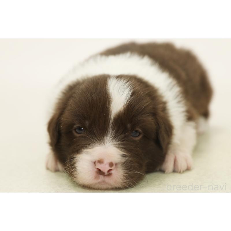 販売中の神奈川県のボーダーコリー-450400の3枚目