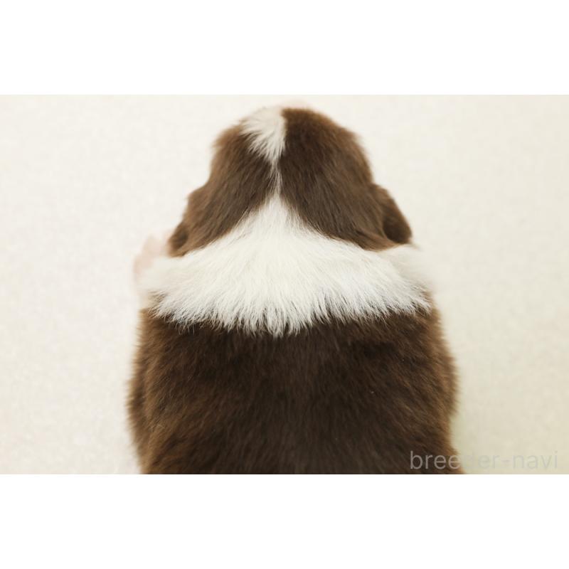 販売中の神奈川県のボーダーコリー-450400の2枚目