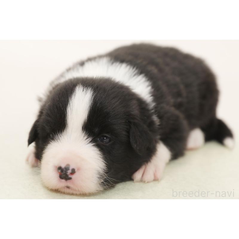 販売中の神奈川県のボーダーコリー-450403