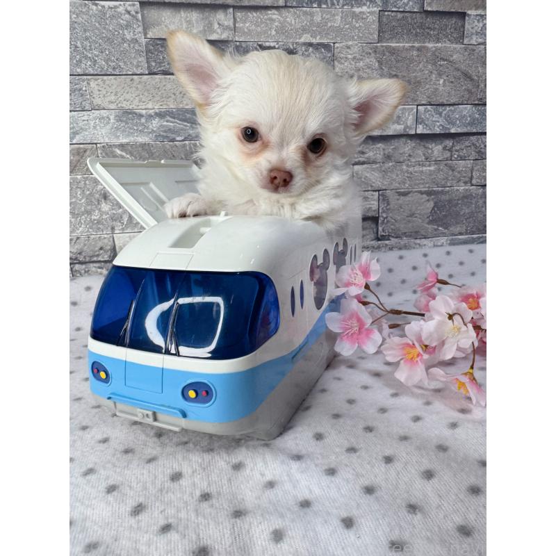 販売中の千葉県のチワワ(ロングコート)-451084の8枚目