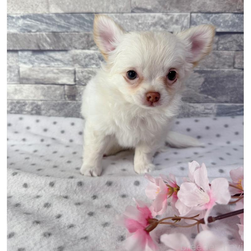 販売中の千葉県のチワワ(ロングコート)-451084の1枚目