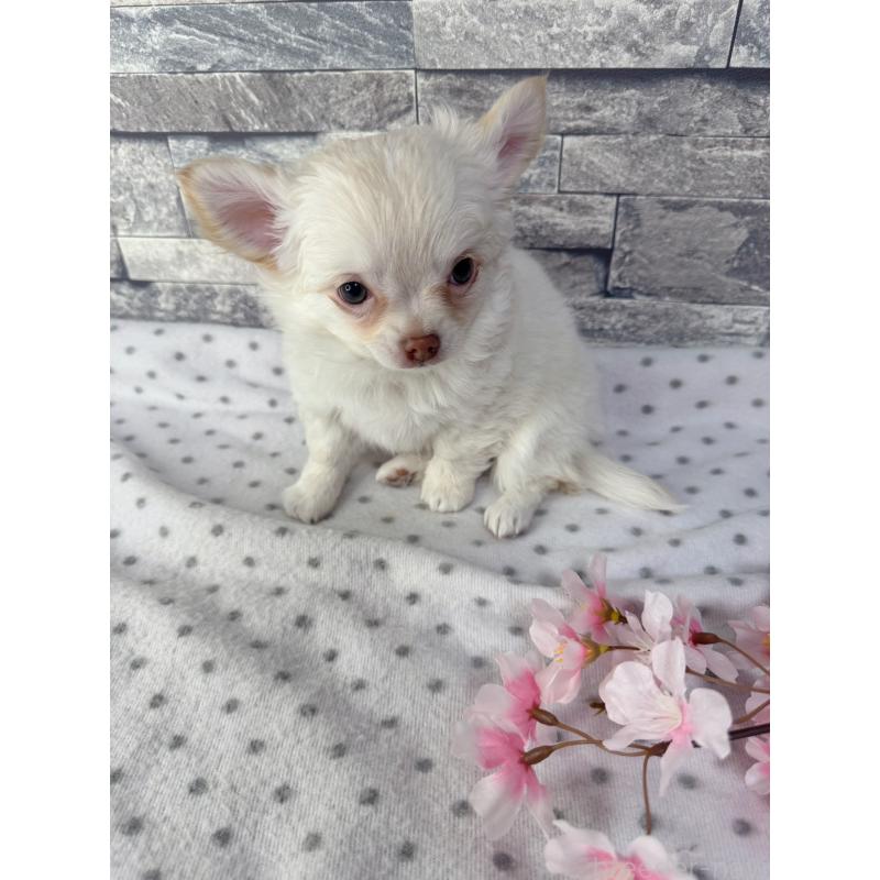 販売中の千葉県のチワワ(ロングコート)-451084の6枚目