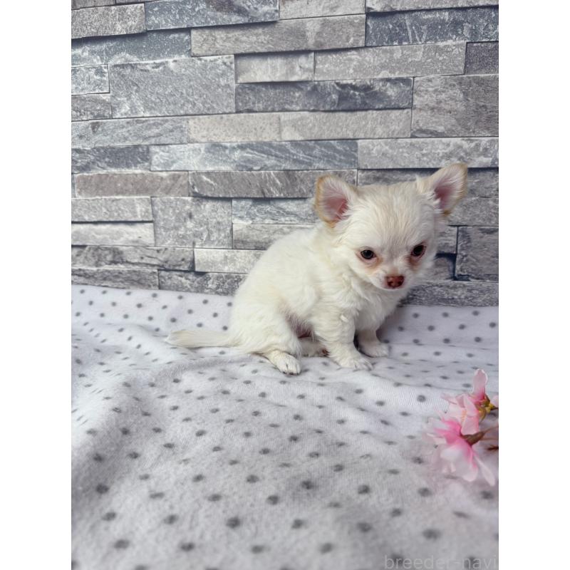 販売中の千葉県のチワワ(ロングコート)-451084の5枚目