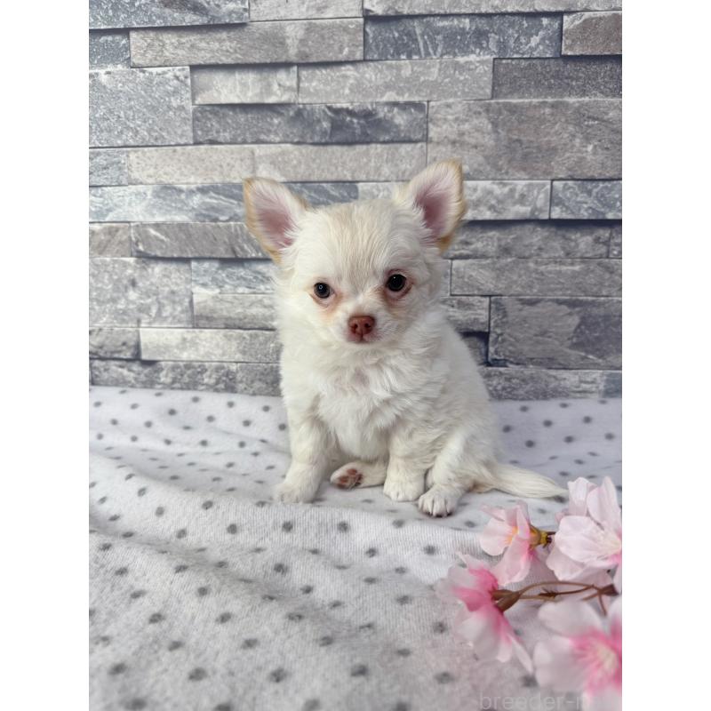 販売中の千葉県のチワワ(ロングコート)-451084の4枚目