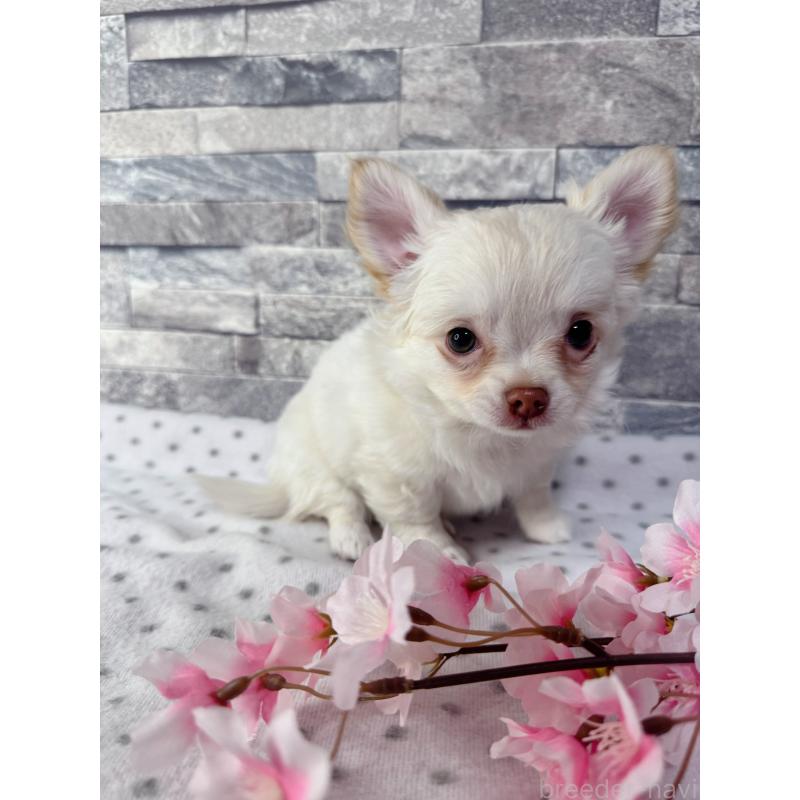 販売中の千葉県のチワワ(ロングコート)-451084の3枚目