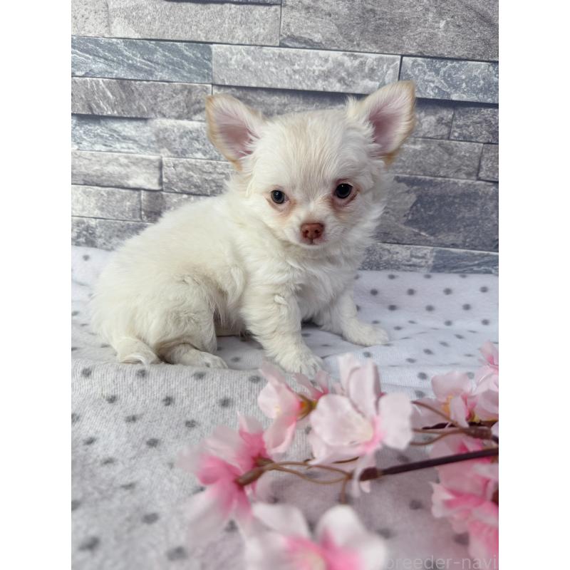 販売中の千葉県のチワワ(ロングコート)-451084の2枚目