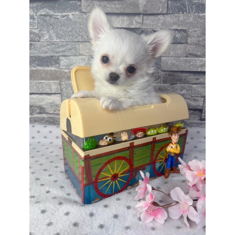 販売中の千葉県のチワワ(ロングコート)-451083の8枚目