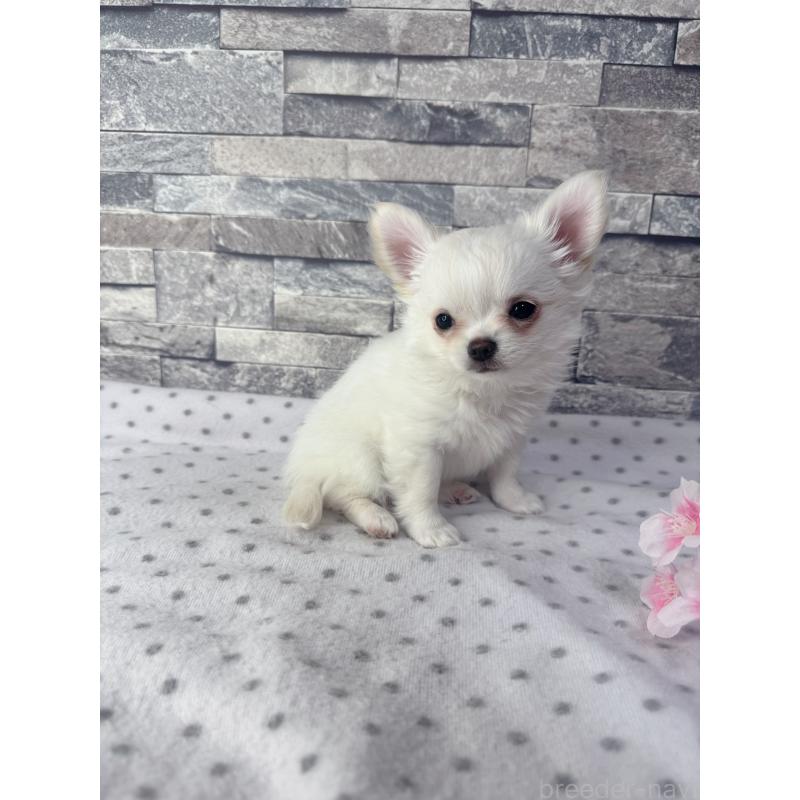 販売中の千葉県のチワワ(ロングコート)-451083の6枚目