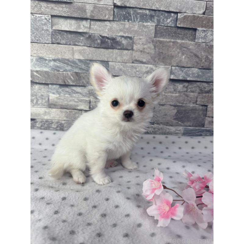 販売中の千葉県のチワワ(ロングコート)-451083