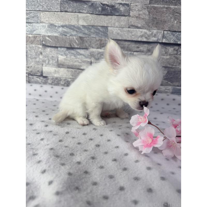 販売中の千葉県のチワワ(ロングコート)-451083の5枚目