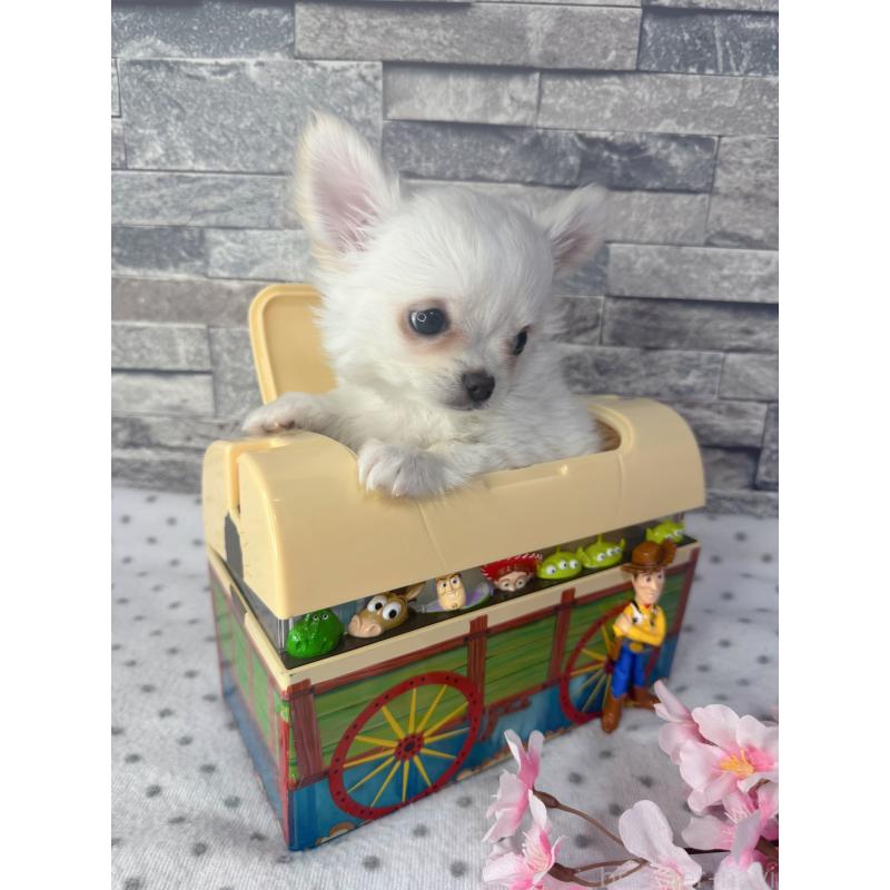 販売中の千葉県のチワワ(ロングコート)-451083の4枚目