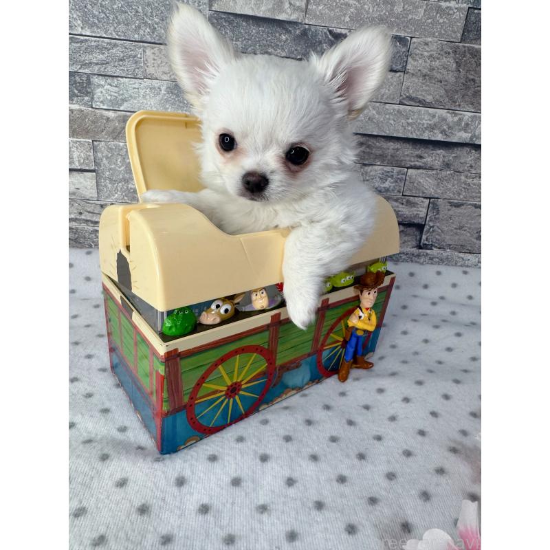 販売中の千葉県のチワワ(ロングコート)-451083の3枚目