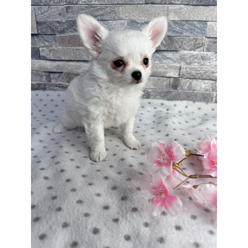 販売中の千葉県のチワワ(ロングコート)-451085の6枚目