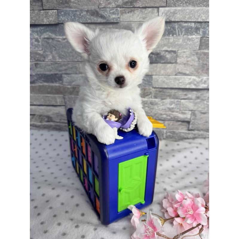 販売中の千葉県のチワワ(ロングコート)-451085の2枚目