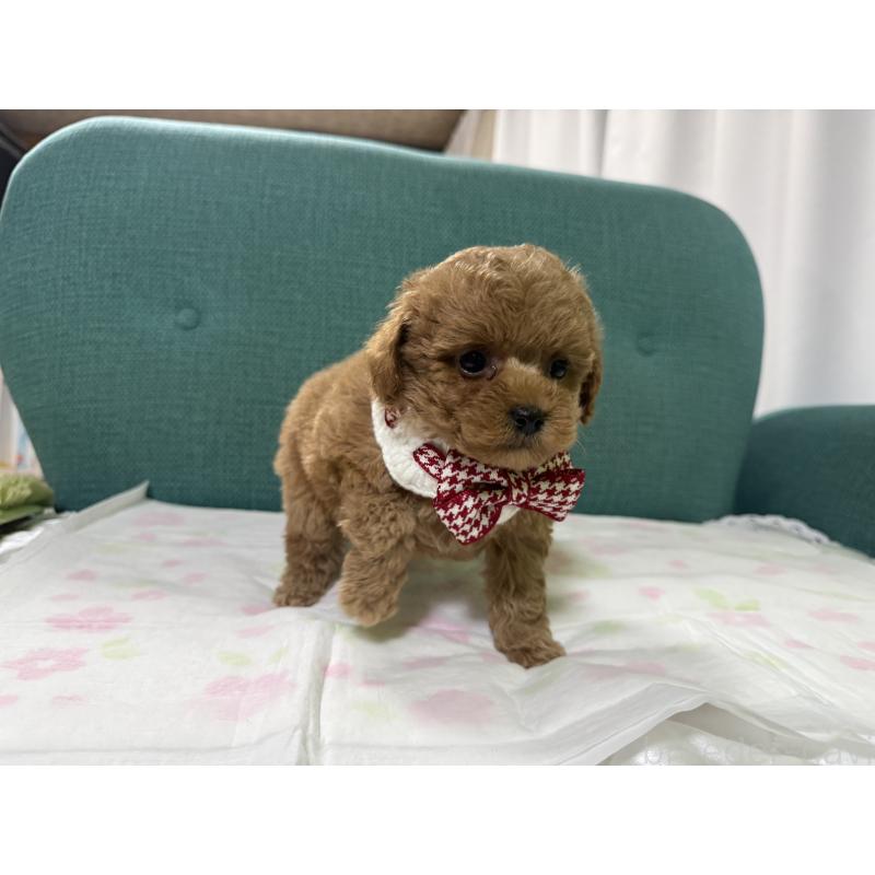 販売中の鹿児島県のティーカッププードル-451345の4枚目