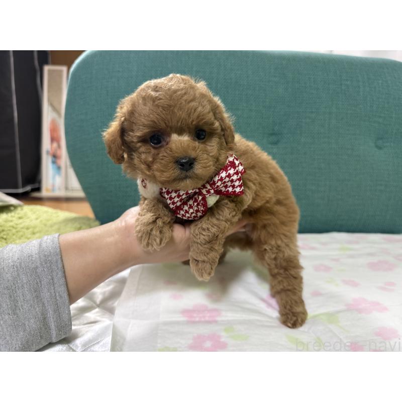 販売中の鹿児島県のティーカッププードル-451345の3枚目