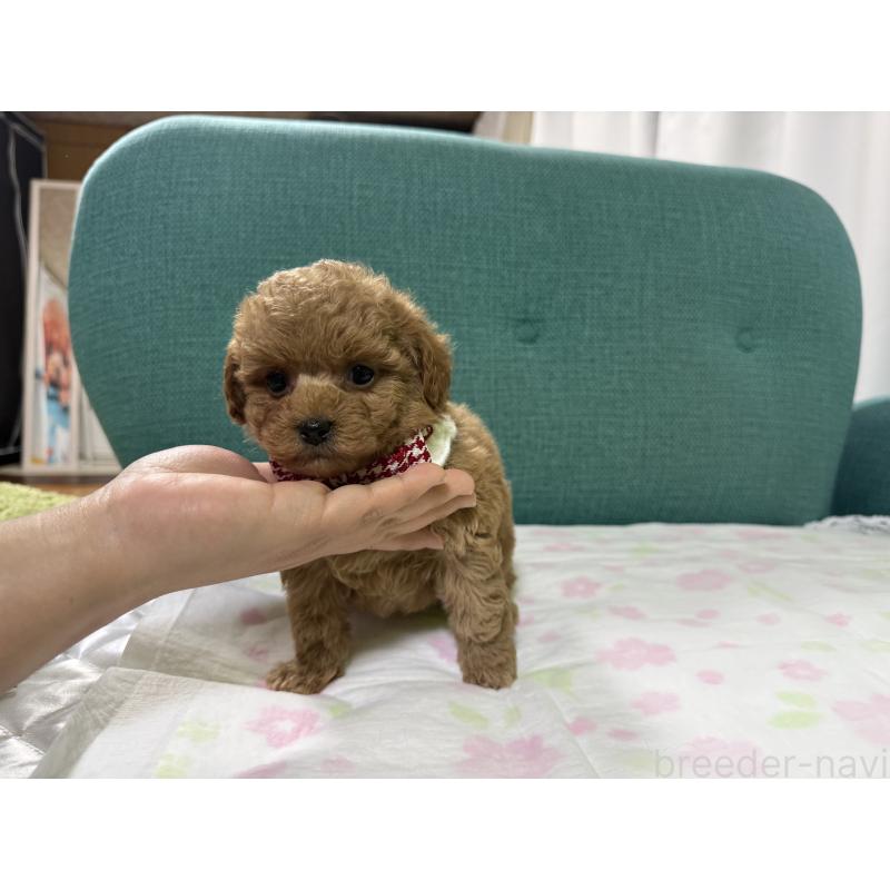 販売中の鹿児島県のティーカッププードル-451345の2枚目