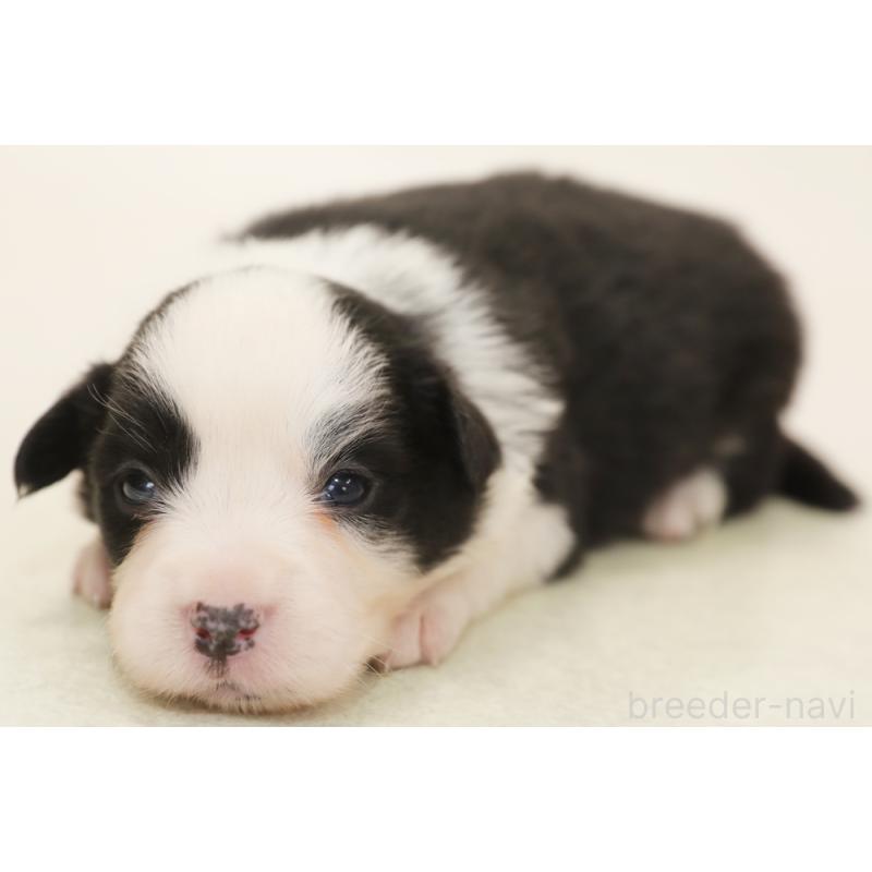 販売中の神奈川県のボーダーコリー-450404の1枚目