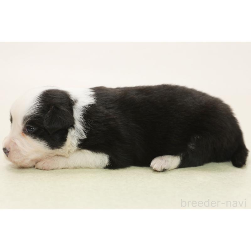 販売中の神奈川県のボーダーコリー-450404の5枚目