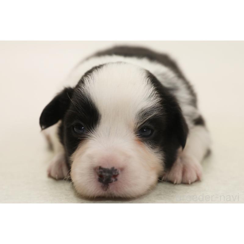 販売中の神奈川県のボーダーコリー-450404の3枚目