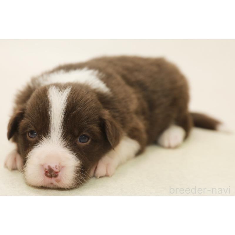 販売中の神奈川県のボーダーコリー-451340