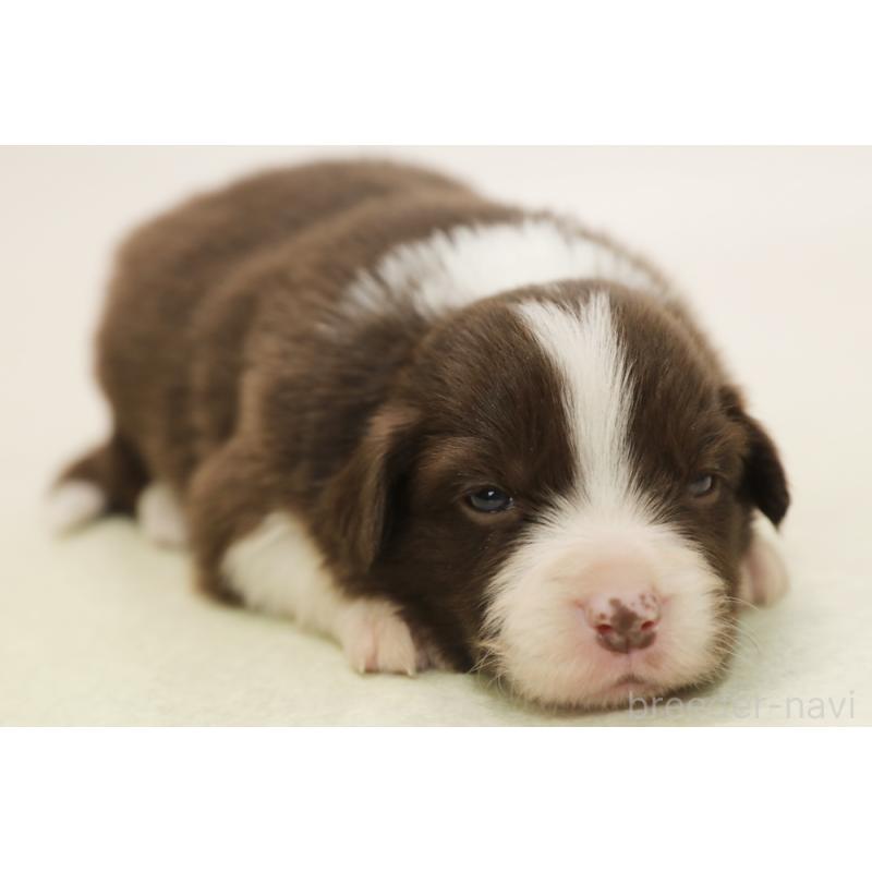 販売中の神奈川県のボーダーコリー-451340の6枚目