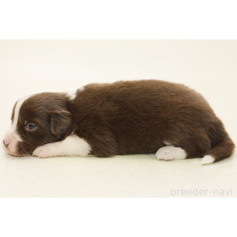 販売中の神奈川県のボーダーコリー-451340の5枚目