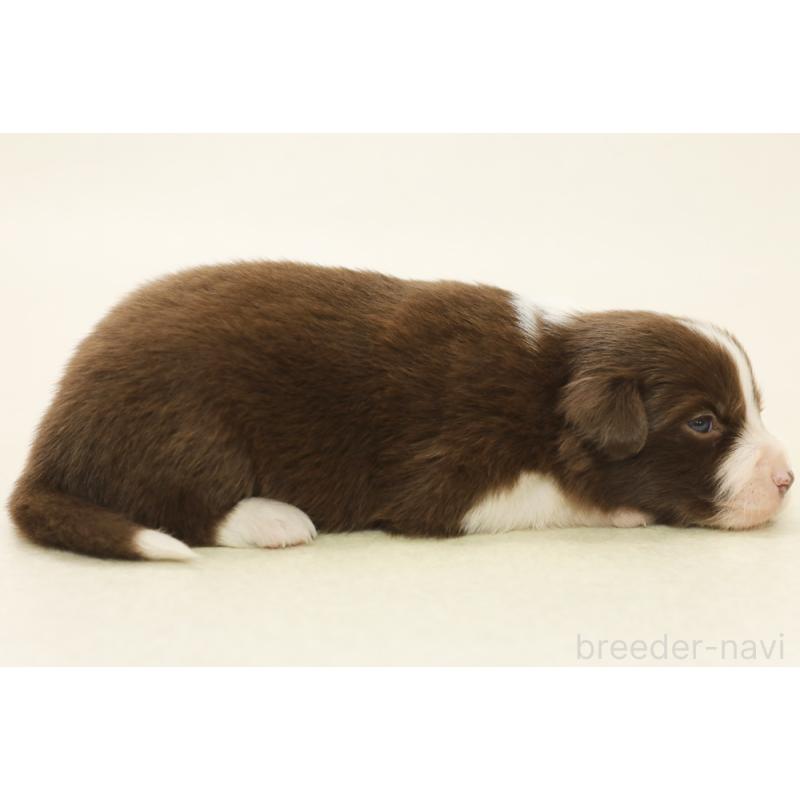 販売中の神奈川県のボーダーコリー-451340の4枚目