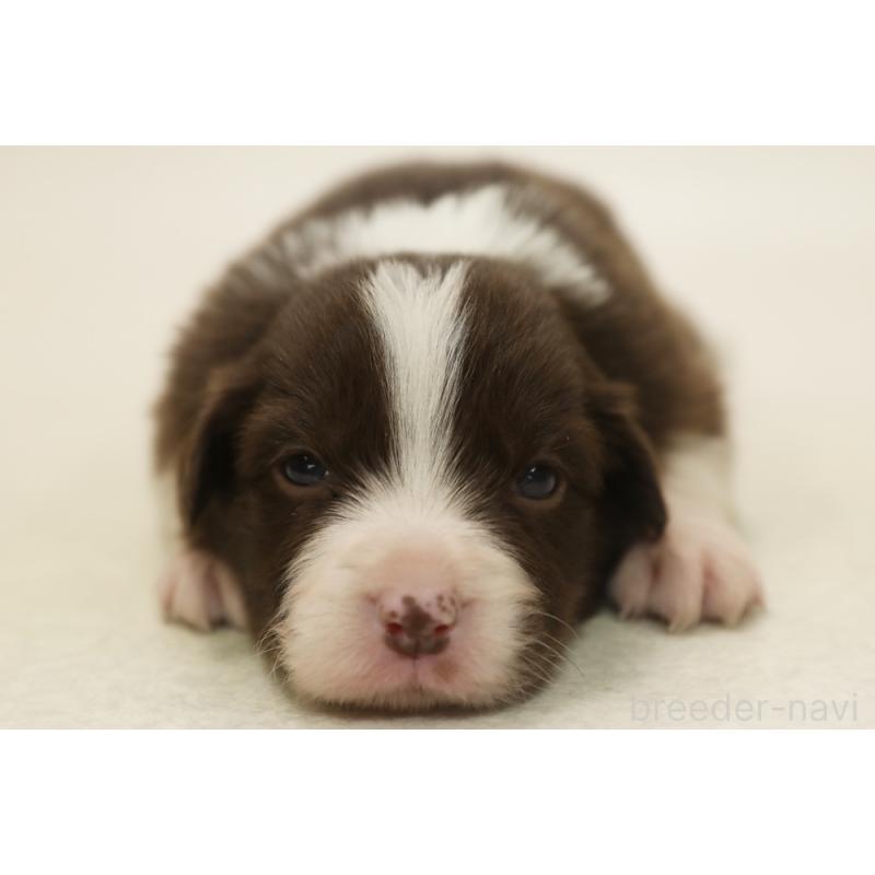 販売中の神奈川県のボーダーコリー-451340の3枚目