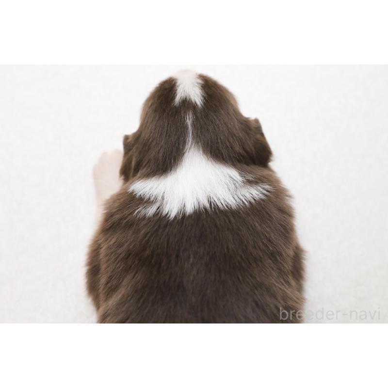 販売中の神奈川県のボーダーコリー-451340の2枚目