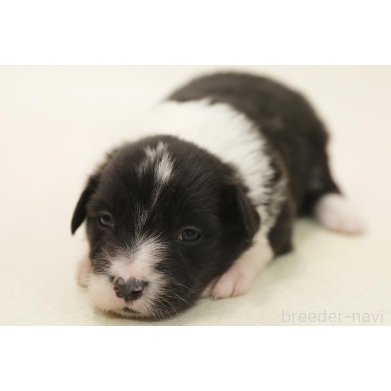 販売中の神奈川県のボーダーコリー-450405