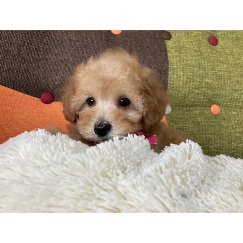 販売中の福岡県のタイニープードル-451348の2枚目