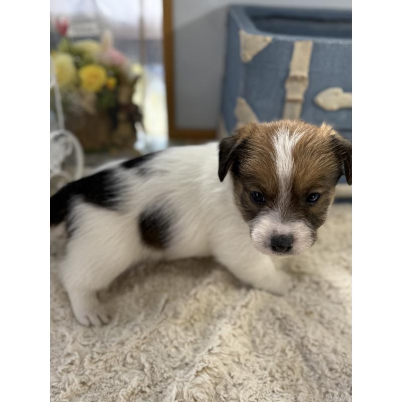 販売中の宮崎県のジャックラッセルテリア-451350の5枚目