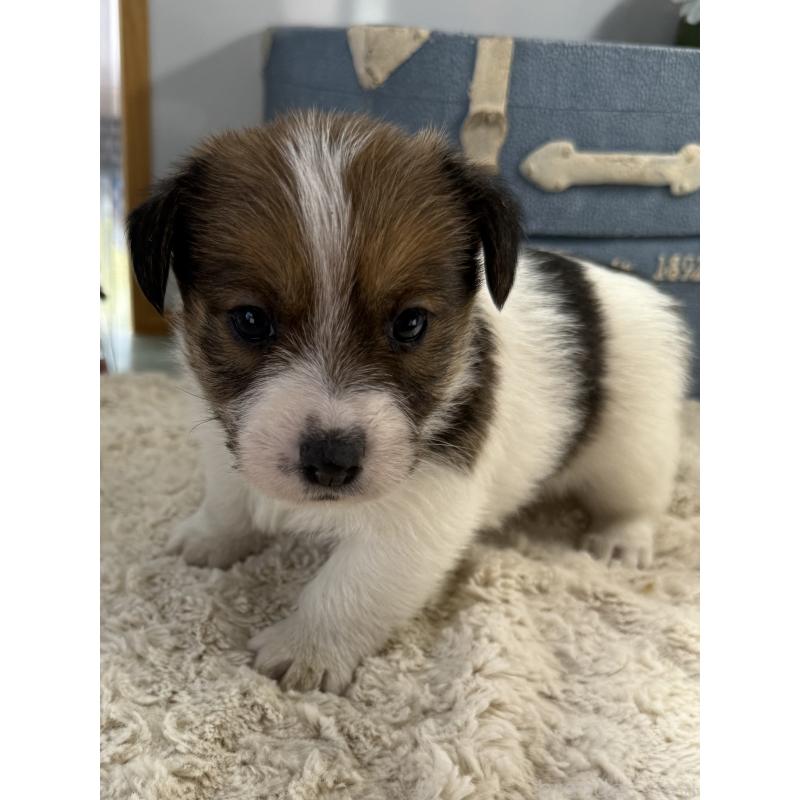 販売中の宮崎県のジャックラッセルテリア-451350の4枚目