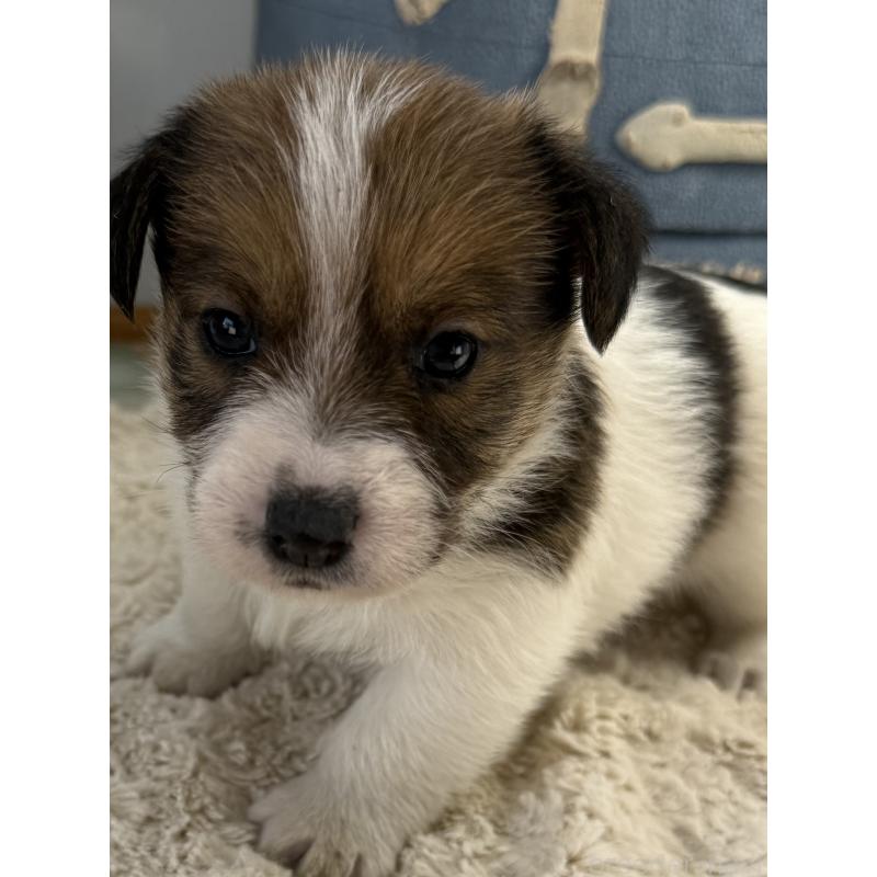 販売中の宮崎県のジャックラッセルテリア-451350の3枚目