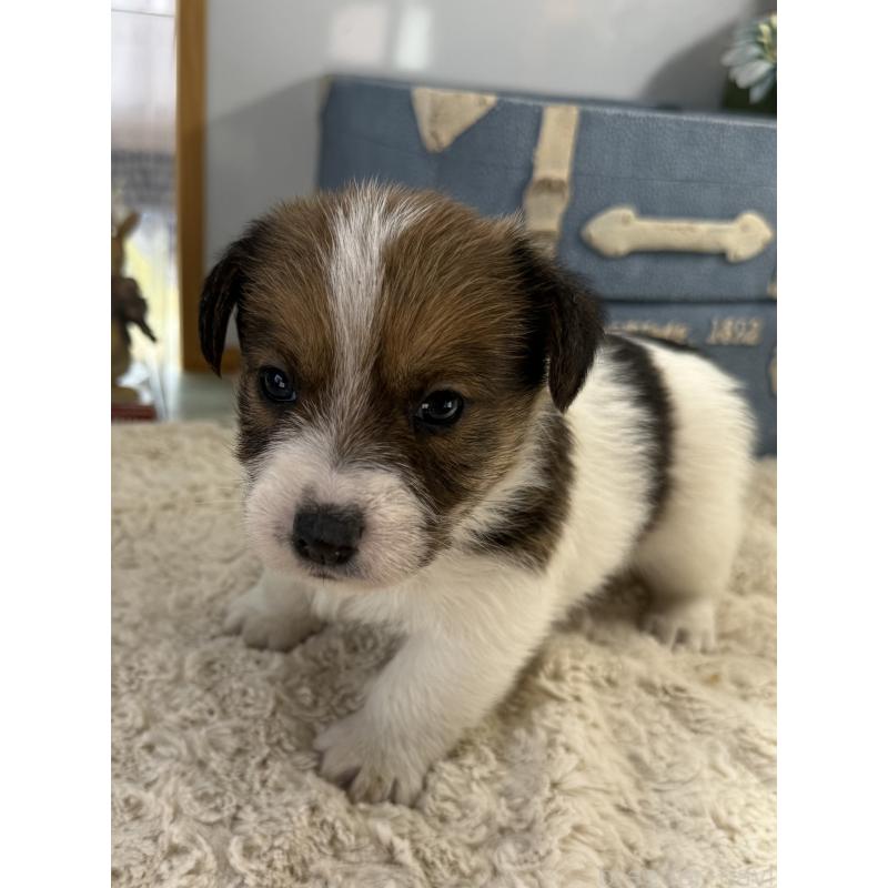 販売中の宮崎県のジャックラッセルテリア-451350の2枚目