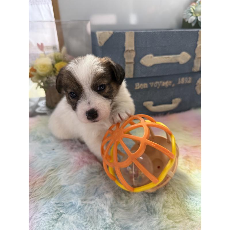 販売中の宮崎県のジャックラッセルテリア-451351の7枚目