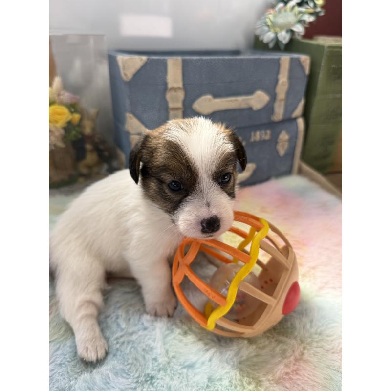 販売中の宮崎県のジャックラッセルテリア-451351の6枚目