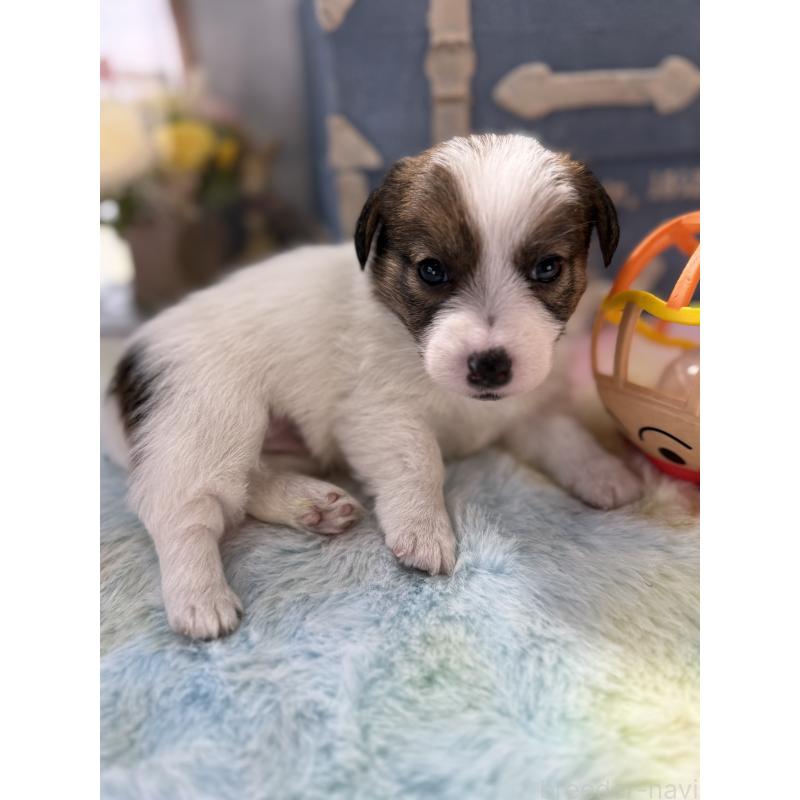 販売中の宮崎県のジャックラッセルテリア-451351の5枚目