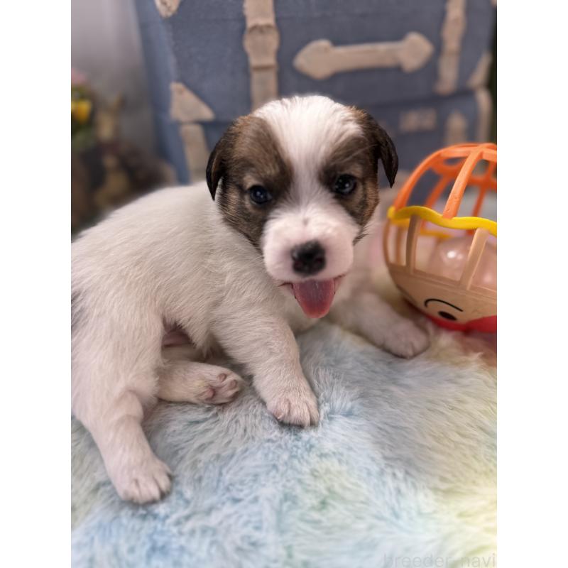 販売中の宮崎県のジャックラッセルテリア-451351の4枚目