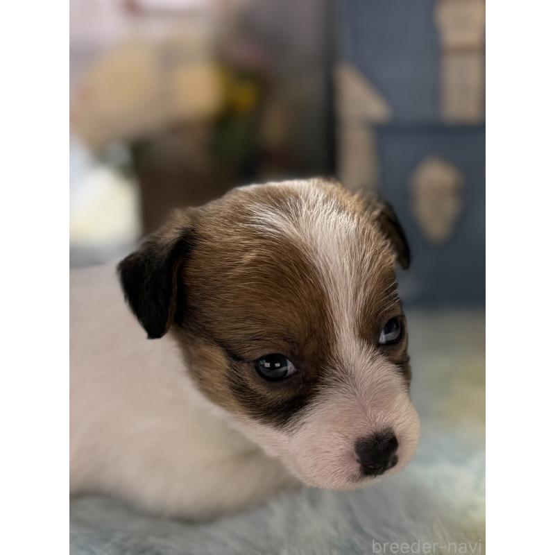 販売中の宮崎県のジャックラッセルテリア-451353の9枚目