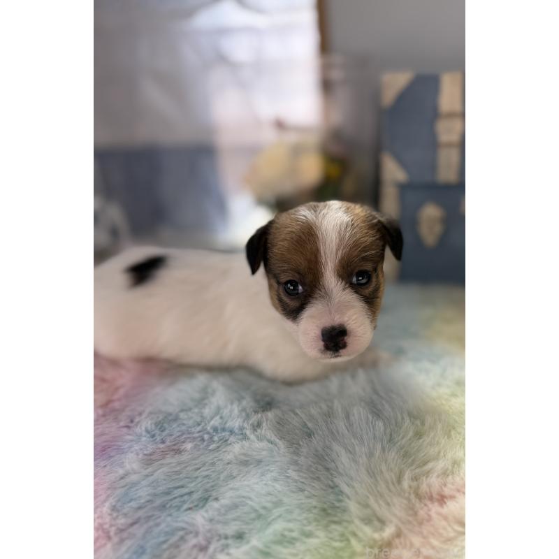 販売中の宮崎県のジャックラッセルテリア-451353の8枚目