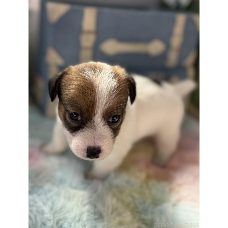 販売中の宮崎県のジャックラッセルテリア-451353の5枚目
