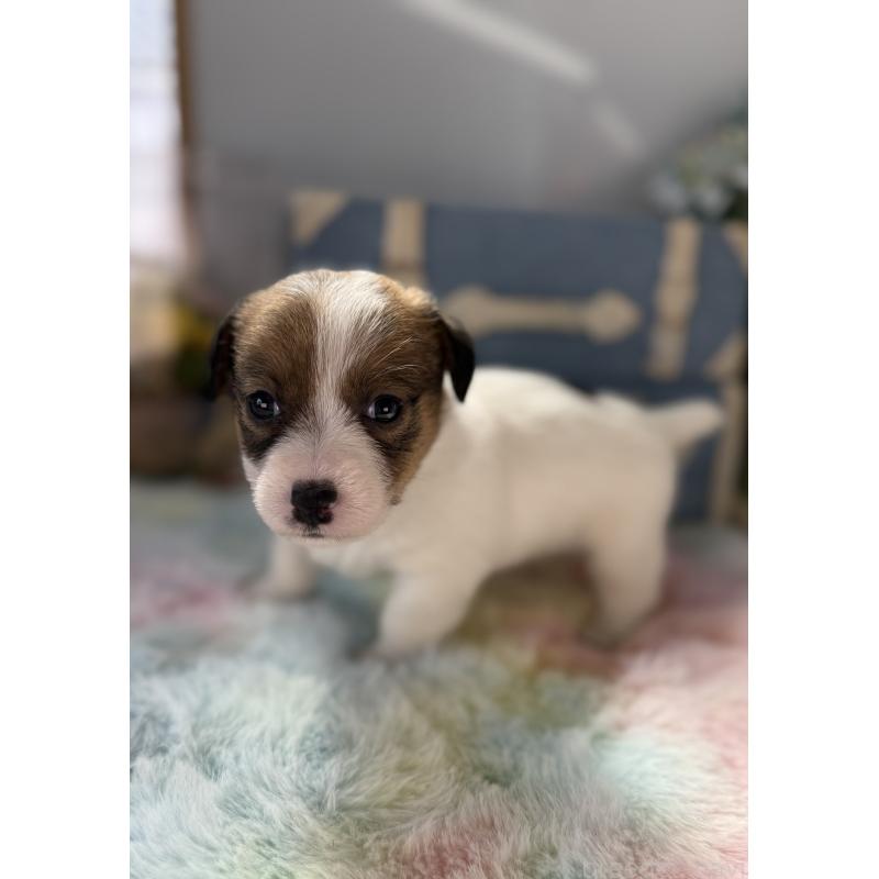 販売中の宮崎県のジャックラッセルテリア-451353の3枚目