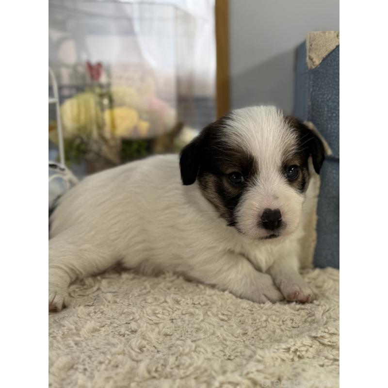 販売中の宮崎県のジャックラッセルテリア-451354の8枚目