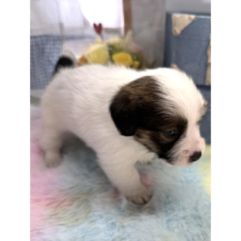 販売中の宮崎県のジャックラッセルテリア-451354の7枚目