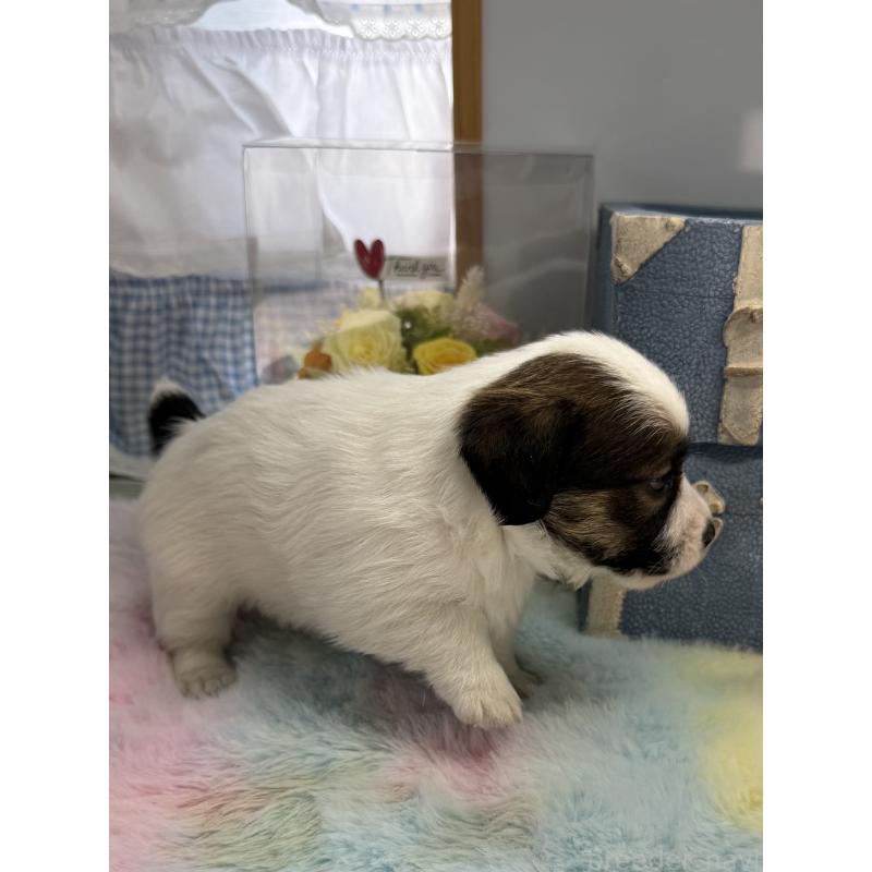 販売中の宮崎県のジャックラッセルテリア-451354の5枚目