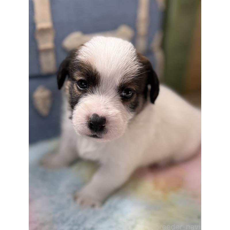 販売中の宮崎県のジャックラッセルテリア-451354の4枚目